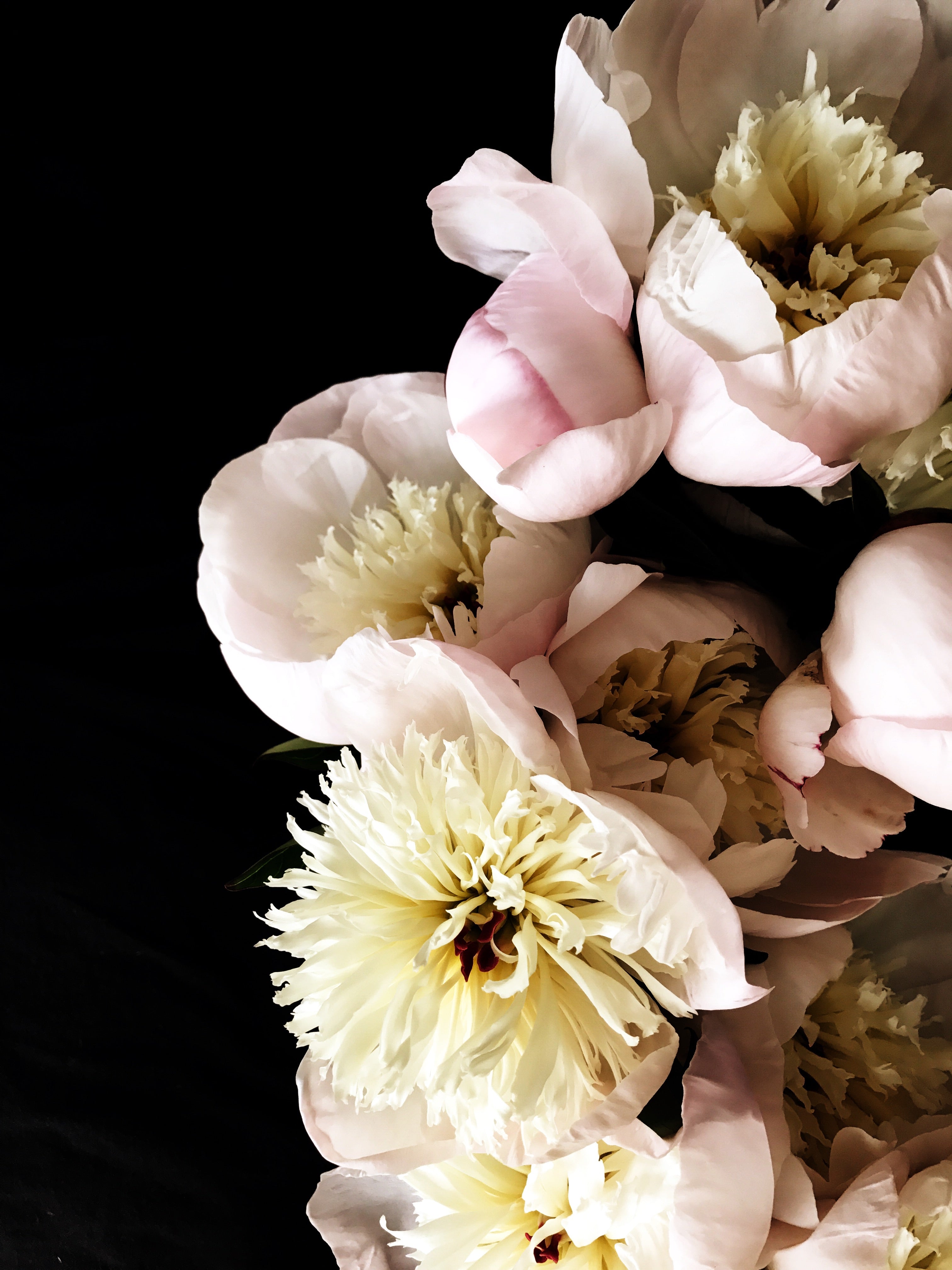 Peonies anyone? Yes… these - White Birch Design Company